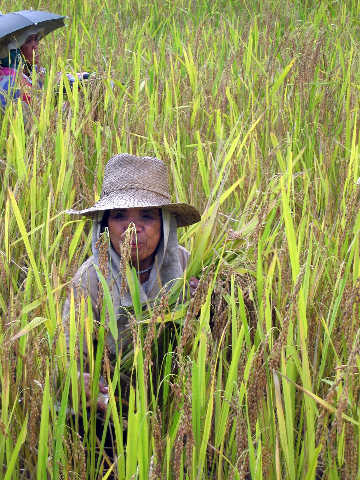 In the Philippines, Ifugao Co-op member Imbangad Nahuyamen harvests Tinawon rice one stalk at a time. Photos Courtesy of Eighth Wonder (Photos Courtesy of Eighth Wonder)