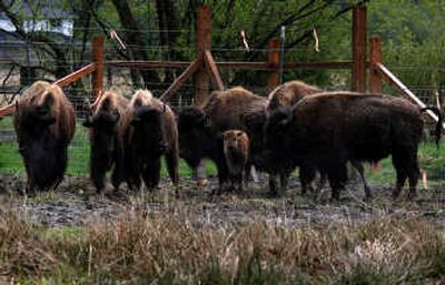 
A  bison herd grazes on a pasture in Arlington, Wash., on Wednesday. The tribe plans to  distribute the grass-fed meat to member. Associated Press
 (Associated Press / The Spokesman-Review)