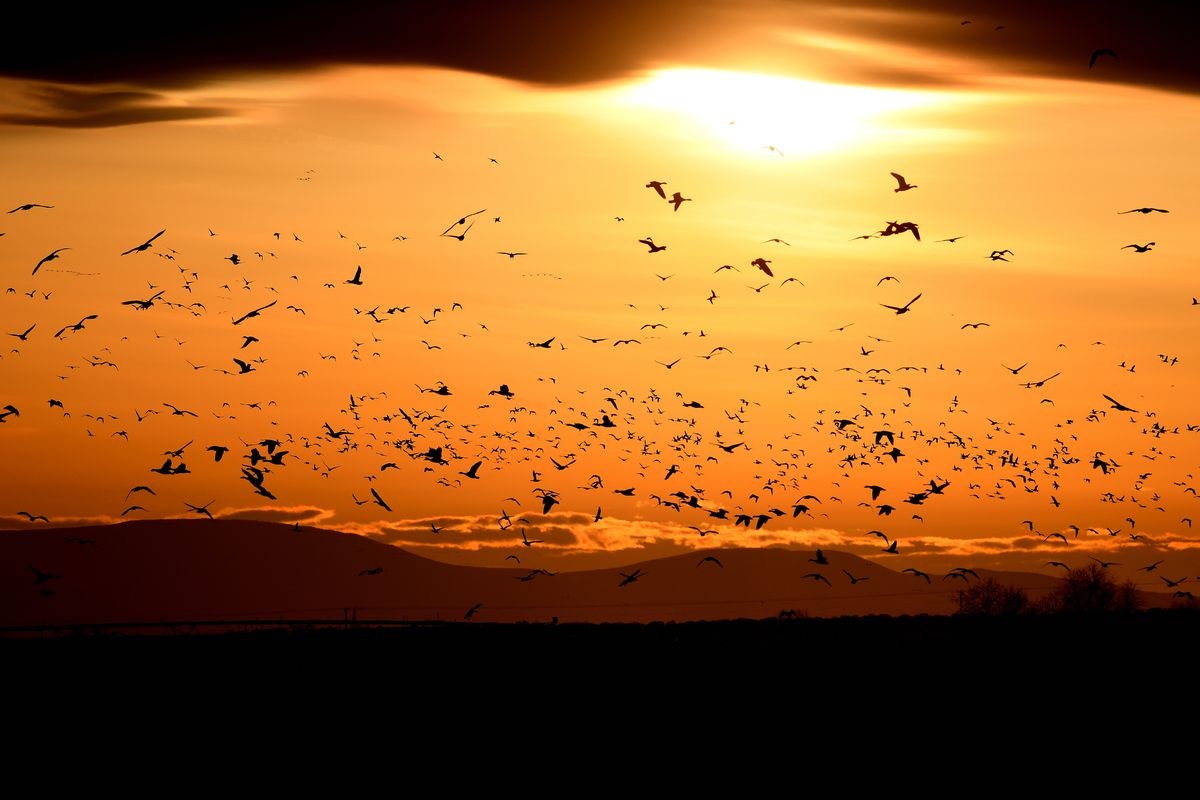 Pictured at top: Hundreds of snow geese and northern pintails stand out against the sunset on Saturday at the Columbia National Wildlife Refuge near Othello.  (COLIN TIERNAN/THE SPOKESMAN-REVIEW)