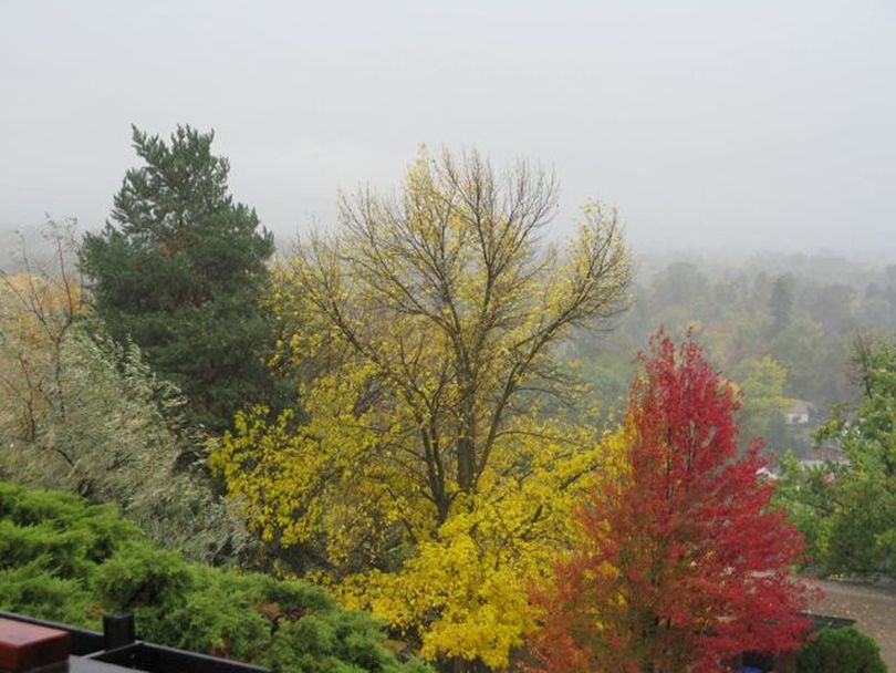 A sudden rain and windstorm knocks leaves off trees in Boise on Tuesday morning (Betsy Russell)