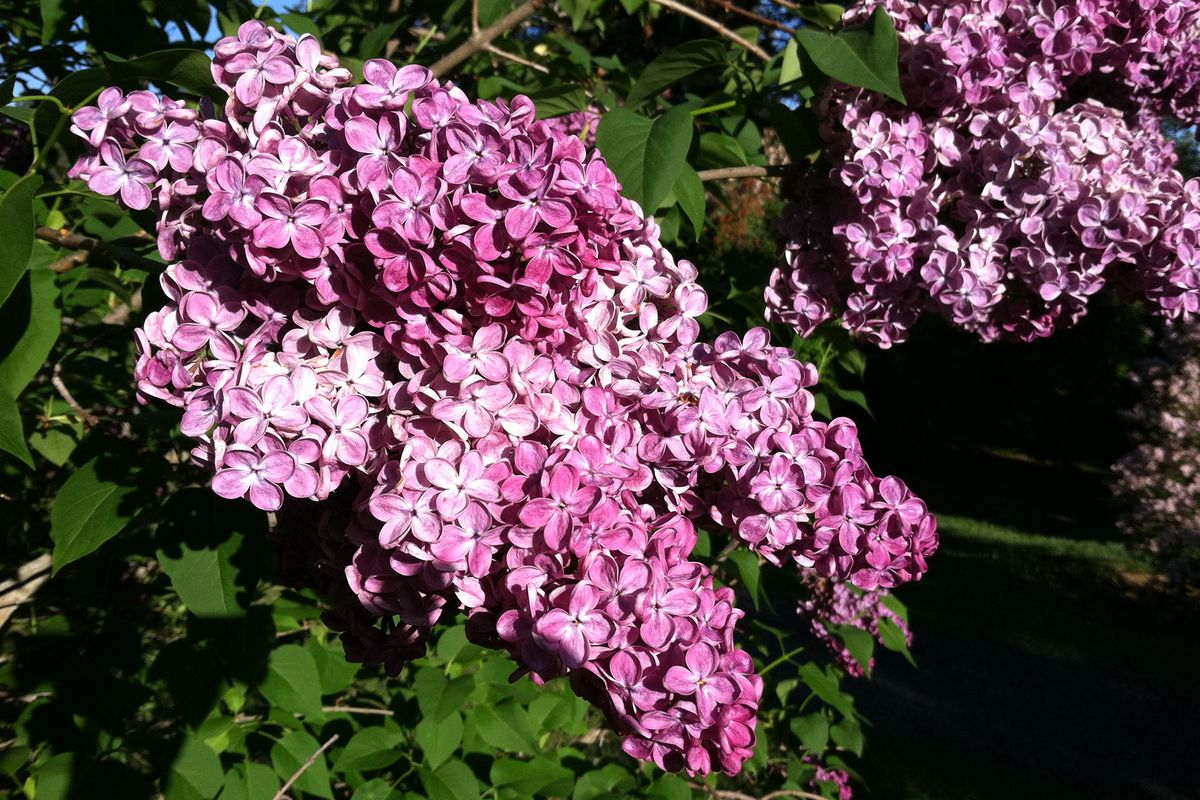 Lilac season peaked earlier this year than usual, but some plants are still blooming this week in Manito Park’s Lilac Garden. (Kimberly Lusk)