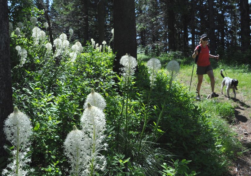 Beargrass blooms along the Eagle Crest cross-country ski trail at Mount Spokane State Park. (Rich Landers)