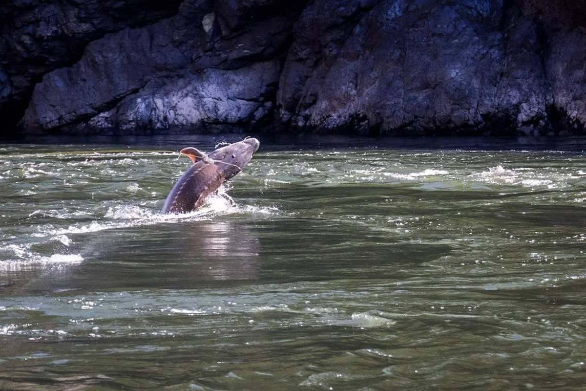 A 10-foot white sturgeon breaks water before being landed on the Snake River by clients of Hells Canyon Sportfishing. (Joseph Anderson / Lucidity Photo)