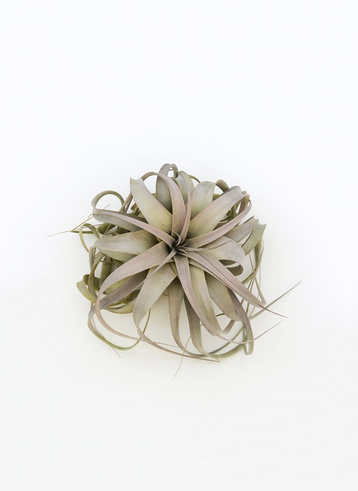 Tillandsia xerographica has a rosy pigment and cushionlike form.