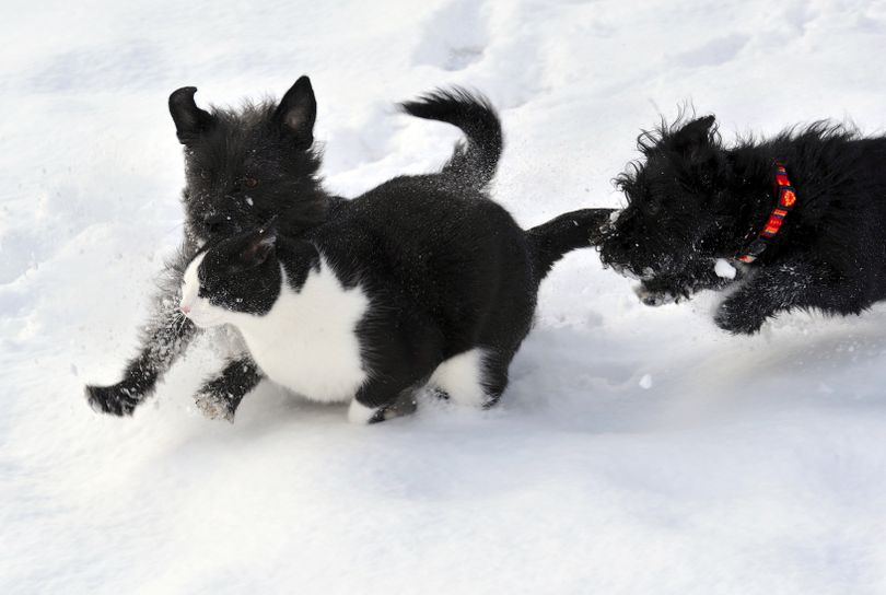 A cat and two dogs play in the fresh snow  in Lofer in the Austrian province of Salzburg, Friday, March 5, 2010. After springlike temperatures the last days, winter has returned to the alpine country. (Kerstin Joensson / Associated Press)