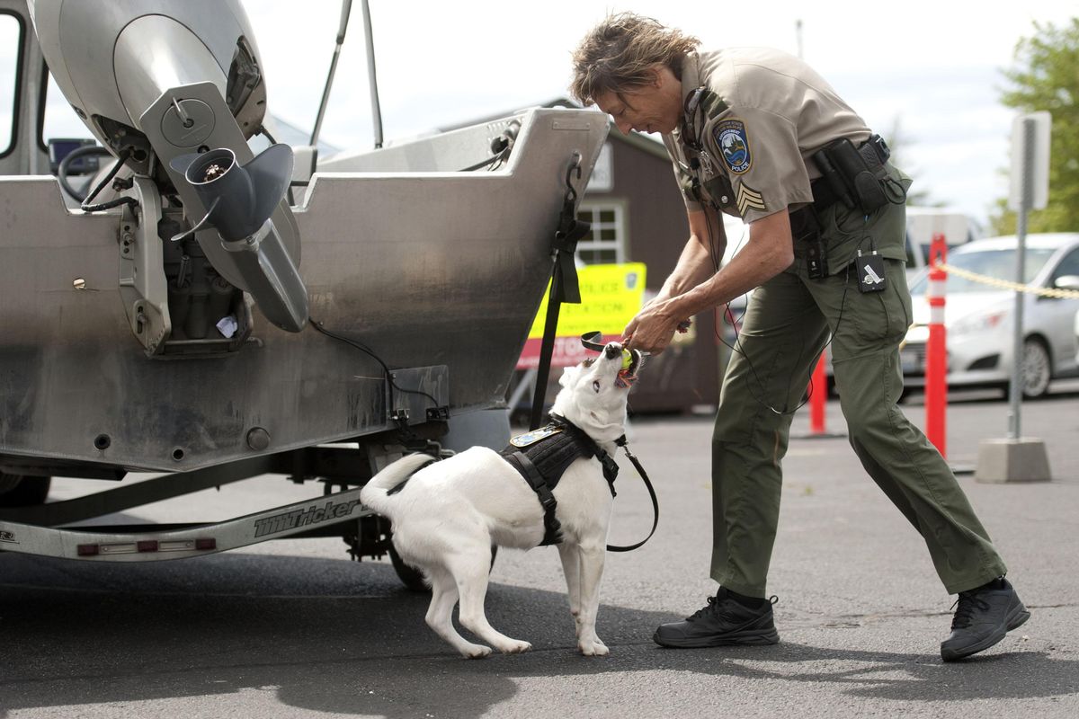 WDFW Sgt. Pam Taylor rewards Puddles after detecting zebra mussels during a demonstration at the Spokane Watercraft Inspection Decontamination Station near Liberty Lake on Wednesday, May 22, 2019. Puddles, the 2-year-old Jack Russel terrier is the newest member of the team trained to protect Washington’s waterways from invasive species. (Kathy Plonka / The Spokesman-Review)