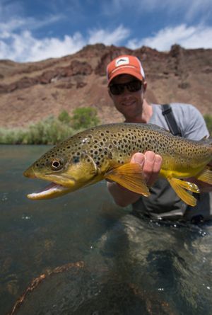 In the movie Bucknasty Browns, a pair of Montana fly fishers depart in June to an Oregon tailwater to find brown trout as eager to sip mayflies as they are to chomp on mice. (Travis Boughton)