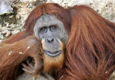 A Sumatran orangutan relaxes in a zoo Wednesday in Medan, North Sumatra, Indonesia. Orangutans are one of the most endangered species in the world with a wild population of less than 57,000. Associated Press
 (Associated Press / The Spokesman-Review)