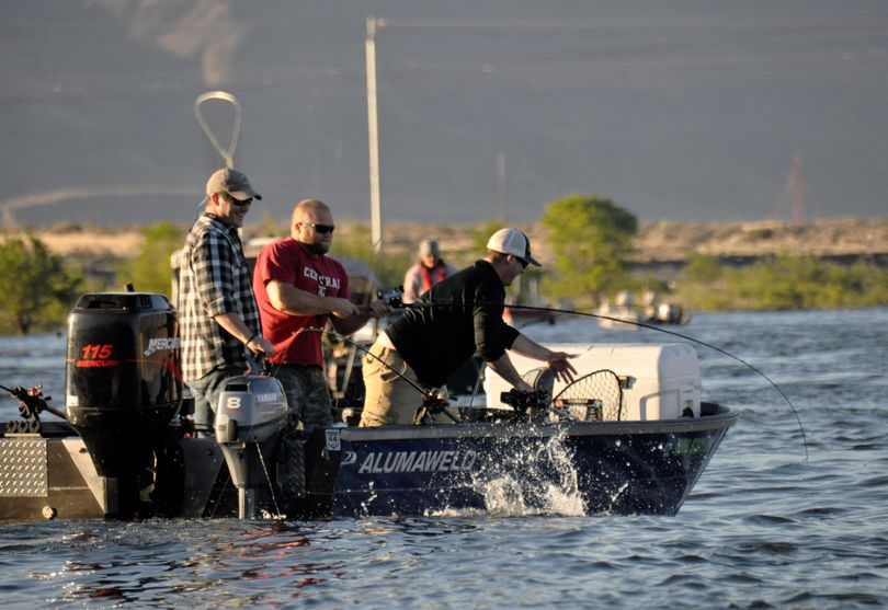  Anglers try to land a chinook below Wanapum Dam on the July 1 opening of the upper Columbia salmon fishing season.  (Rich Landers)