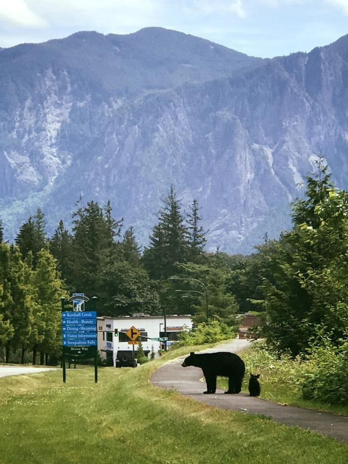The Washington Department of Fish and Wildlife is five years into a study of bears in the Cascades living near the I-90 corridor. Preliminary findings indicate many of these bears are overweight and dying young. (King County BearSmart / Courtesy)