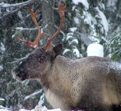 In this November 2005 file photo provided by the British Columbia Forest Service are part of a Southern Selkirk caribou herd moving north through the Selkirk Mountains about three miles north of the Washington state border into Canada. (Garry Beaudry / Associated Press)