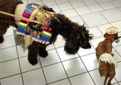 
An Irish water spaniel checks out a dachshund's apparel at a dog fashion show. 
 (File/ / The Spokesman-Review)