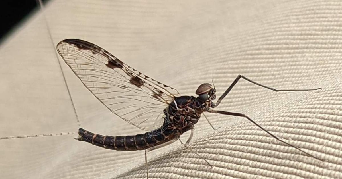 Bugging the Northwest: The fascinating, fleeting and sometimes gross ...