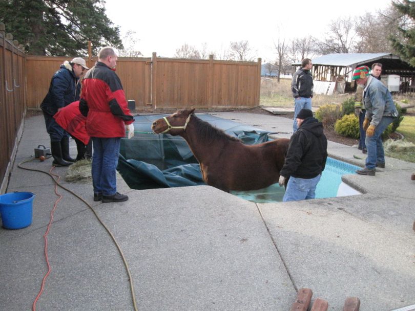 Missy, a 15-year-old mare, is rescued from a Spokane Valley pool Tuesday morning after she fell in overnight.  (Spokane Valley Fire Department)