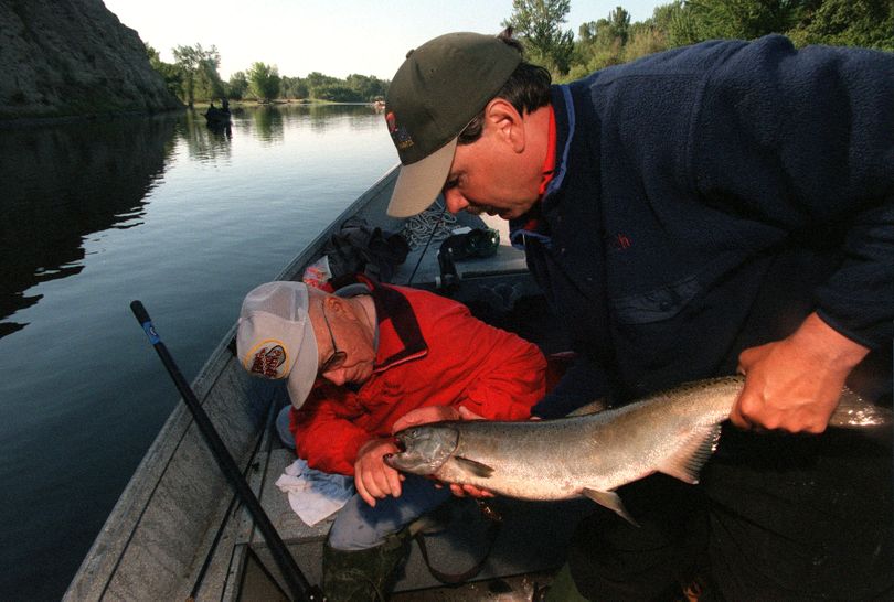 Yakima River springer fishing could be hot, but Idaho will get the bulk of the run.richl@spokesman.com (Rich Landers)
