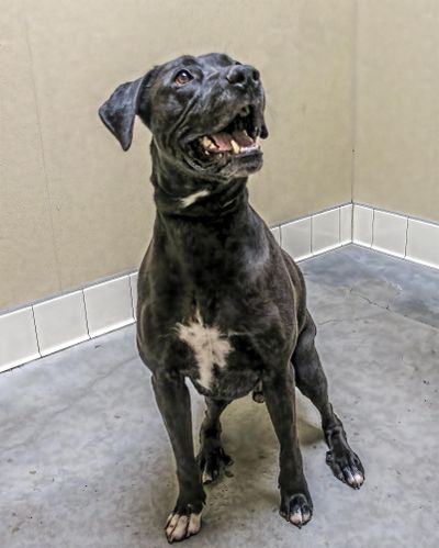 Shadow is seen at the Spokane County Regional Animal Protection Service. (Kathy Piper / SCRAPS)