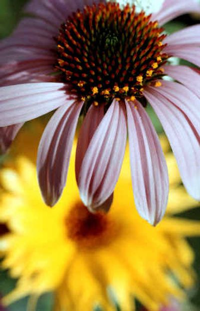 
 While all-encompassing shots have their place, add some close-up photos to finish the story, advises gardening photographer Dave McClure. 
 (File/ / The Spokesman-Review)