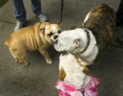 
EnV, Libby and Rocky exchange sniffs outside the Red Lion Hotel at the Park on Wednesday. Hundreds of bulldogs and their owners are at the hotel for a convention and competition, which runs through Saturday.
 (Christopher Anderson / The Spokesman-Review)