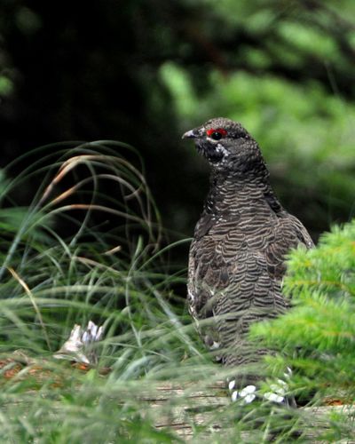 A spruce grouse eyed an intruder from a log high in the mountains of Pend Oreille County last Sunday.  (Rich Landers)