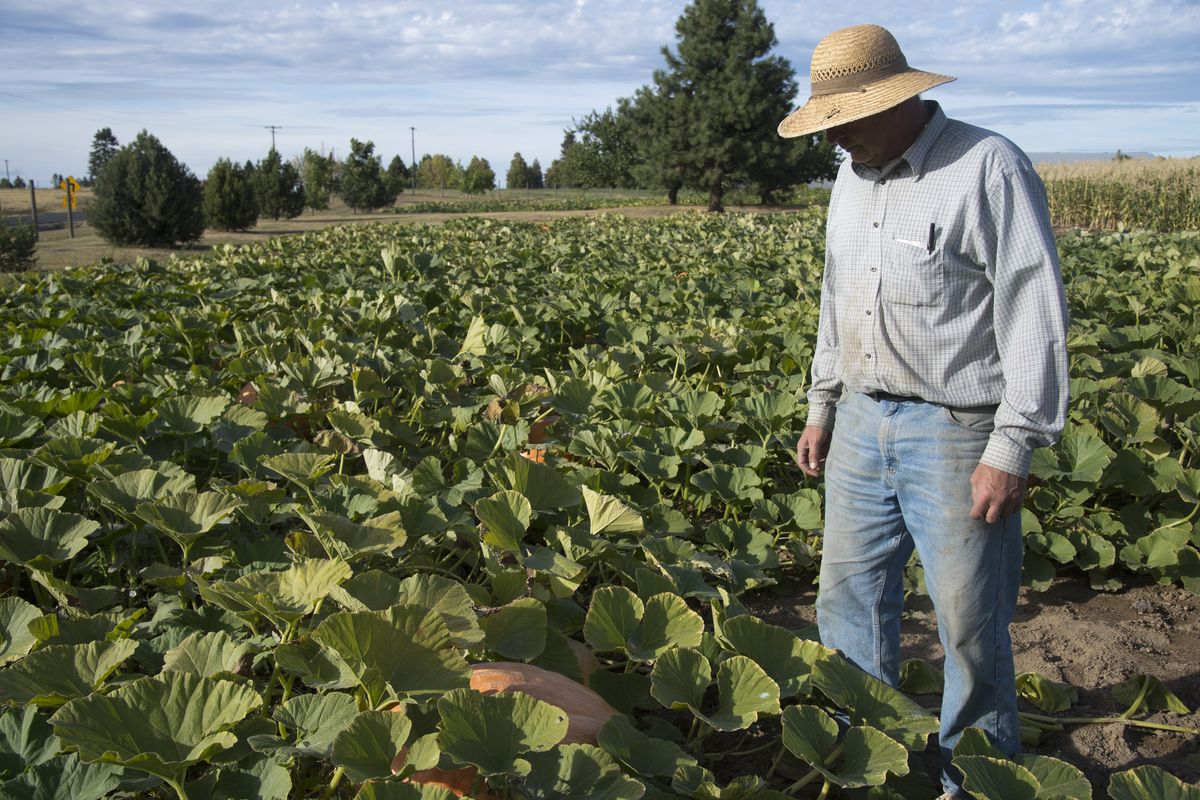 Farmer Francis Hunt checks some of the giant pumpkins lurking beneath the vines Tuesday in his fields at Eleven Acres farm at Green Bluff. (Jesse Tinsley)