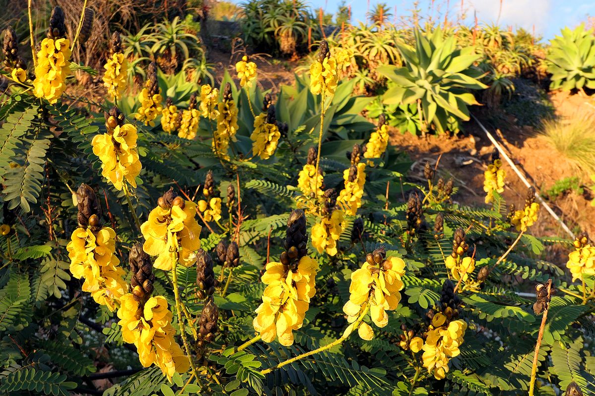 Unusual blooms are part of the hillside in Santa Monica Mountains National Recreation Area. (John Nelson)