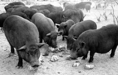
Adults, kids and animals all tend to pig out when they eat in groups, but for different reasons, researchers say.
 (File/Associated Press / The Spokesman-Review)