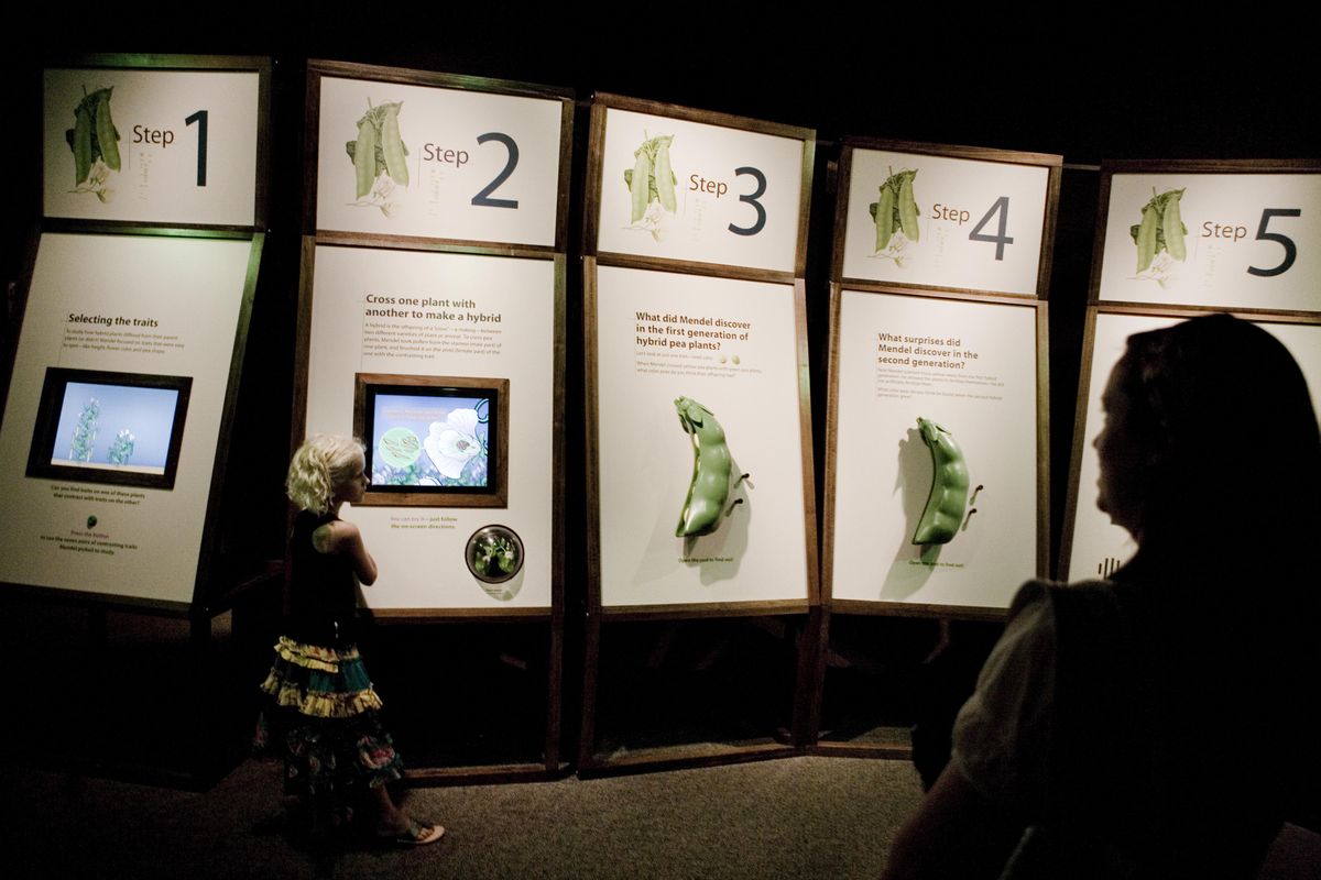 Alex Farragut, 6, left, looks at a interactive kiosk, as her aunt, Holly LaPorte, 30, right, watches her at the “Gregor Mendel: Planting the Seeds of Genetics” exhibit at the Academy of Natural Sciences in Philadelphia  June 17.  (Associated Press / The Spokesman-Review)