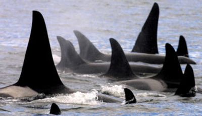
A pod of orcas rests together in a tight grouping in Haro Strait.  
 (File Associated Press / The Spokesman-Review)