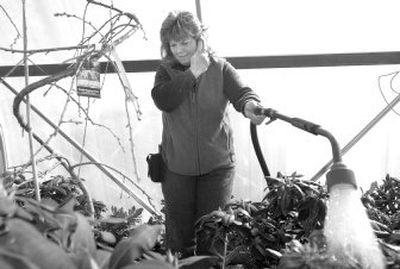 
Jodee Fyfeowner of Westwood Gardens in Rathdrum, doles out garden advice by phone and waters her stock of rhododendrons at her nursery behind Super 1 Foods. 
 (JESSE TINSLEY Photos / The Spokesman-Review)