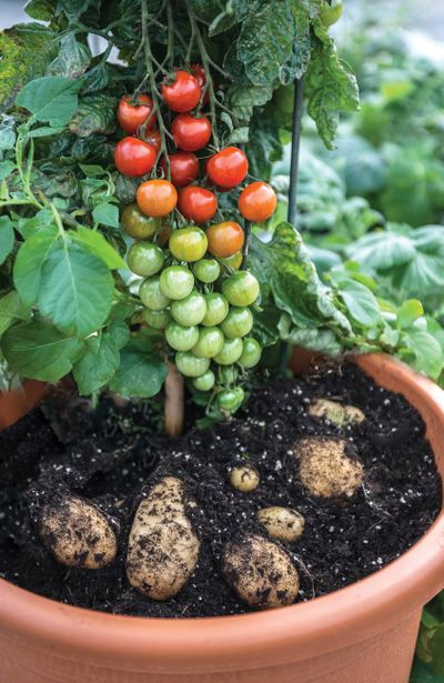 Ketchup and Fries is one of many grafted vegetables that have hit the home garden market in recent years.