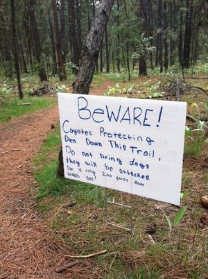 Sign on a South Hill bluff trail warning hikers of a coyote den and aggressive adult coyotes at the end of April, 2012. (Jim Kershner)