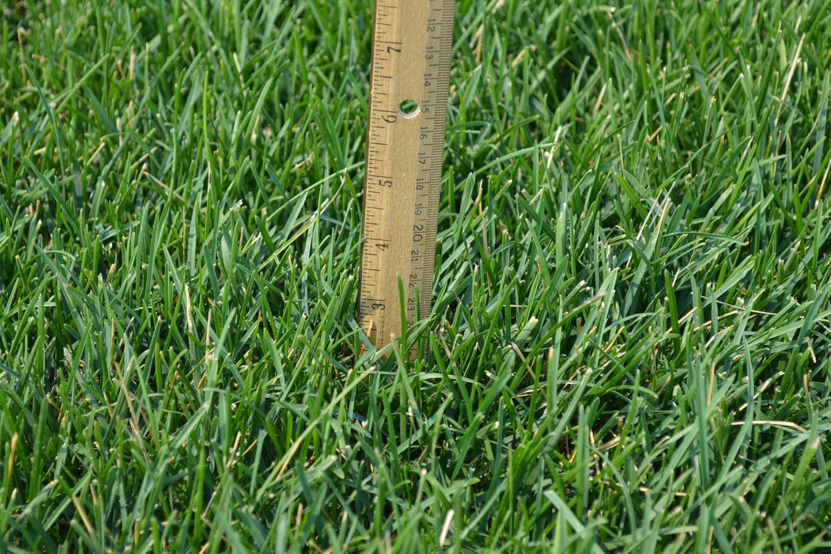 This patch of My Holiday Lawn Kentucky bluegrass at the Jacklin Seed research farm in Post Falls was mowed at a 2-inch height a month before this photograph showing it at 3 inches tall. (The Spokesman-Review archive / Courtesy of Jacklin Seed/The Spokesman-Review archive)