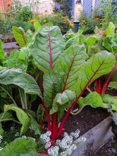 Swiss chard is one of many leafy greens that will grow in partial shade. (Susan Mulvihill / The Spokesman-Review)