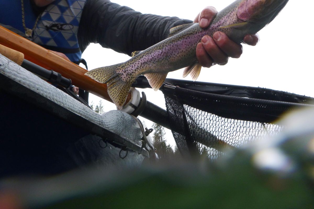 Jake Hood of Silver Bow Fly Shop releases a redband trout Wednesday while fishing the Spokane River with David Moershel. The anglers caught fish drifting nymphs as well as stripping streamers. The river closes to fishing on March 15 for the trout spawning period, reopening in June. (Rich Landers / The Spokesman-Review)