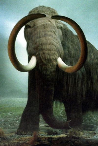 A visitor looks at a life-size woolley mammoth at the Royal British Columbia Museum in February 1997 in Vancouver, British Columiba, Canada. (SCOTT TERRELL / Associated Press)