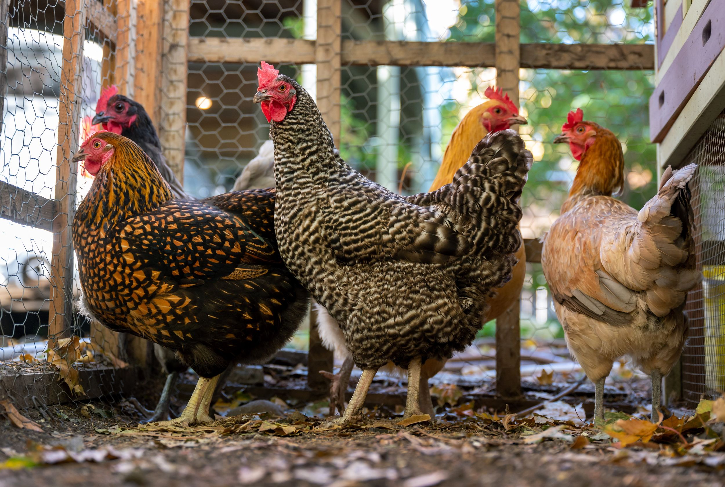Spokane County relaxes chicken restrictions, allows for hens in low
