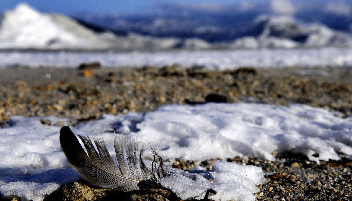A feather is lodged in snow-covered sand at Sandpoint City Beach on Tuesday.  (Kathy Plonka / The Spokesman-Review)