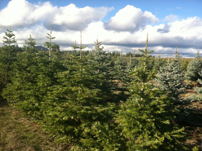 Trees stand ready for Christmas duty at Carver Farms in Newman Lake. (Kimberly Lusk)