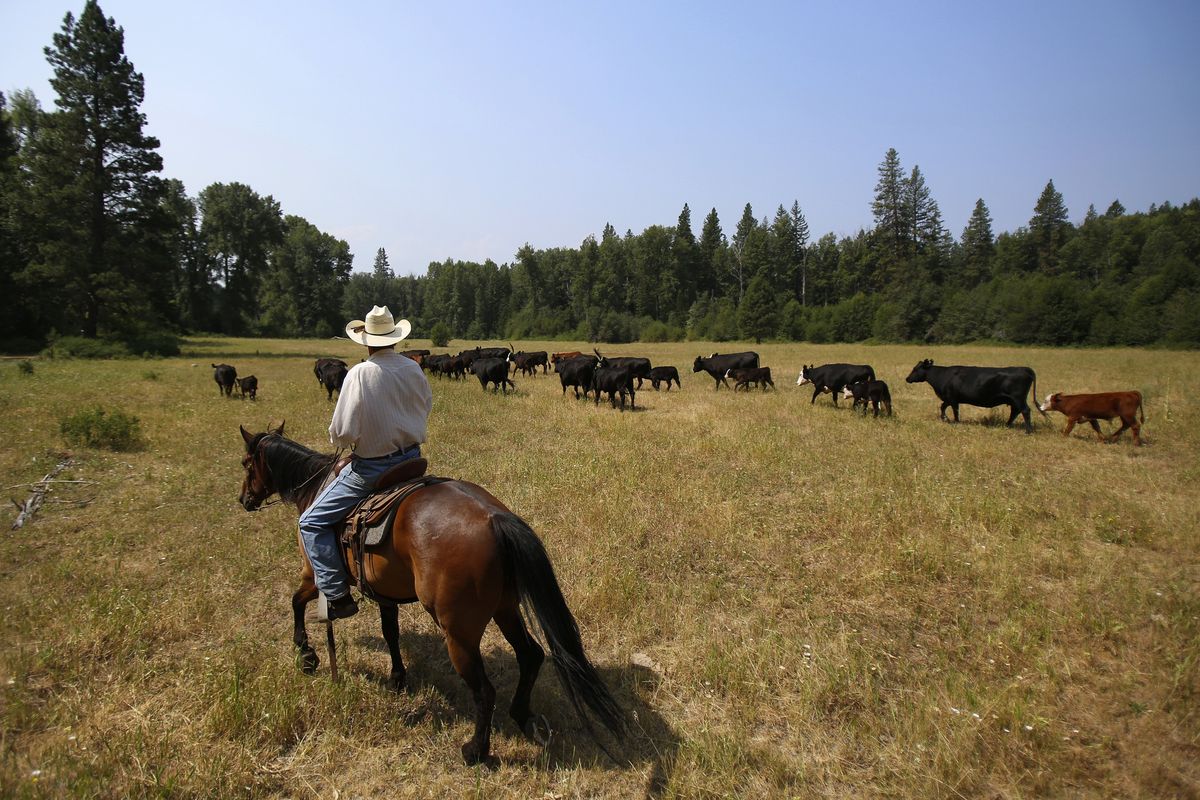 Rancher Sam Kayser drives cattle across the former Dickey Creek campground in the Teanaway Valley near Cle Elum, Wash., on July 8. Kayser hired range rider Bill Johnson to drive his cattle and deter wolf depredation of his livestock. Kayser has lost just one animal to wolves in the past few years. (Sy Bean)