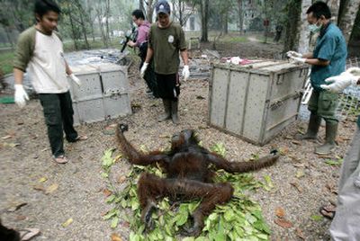 
Staff of the Borneo Orangutan Survival Center prepare to treat an orangutan caught by palm plantation workers after it came out of burning jungle Monday in Mantangai, Kalimantan, Indonesia. 
 (Associated Press / The Spokesman-Review)