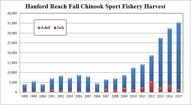 Chinook salmon boomed into the Hanford Reach of the Columbia in 2015. (Washington Department of Fish and Wildlife)