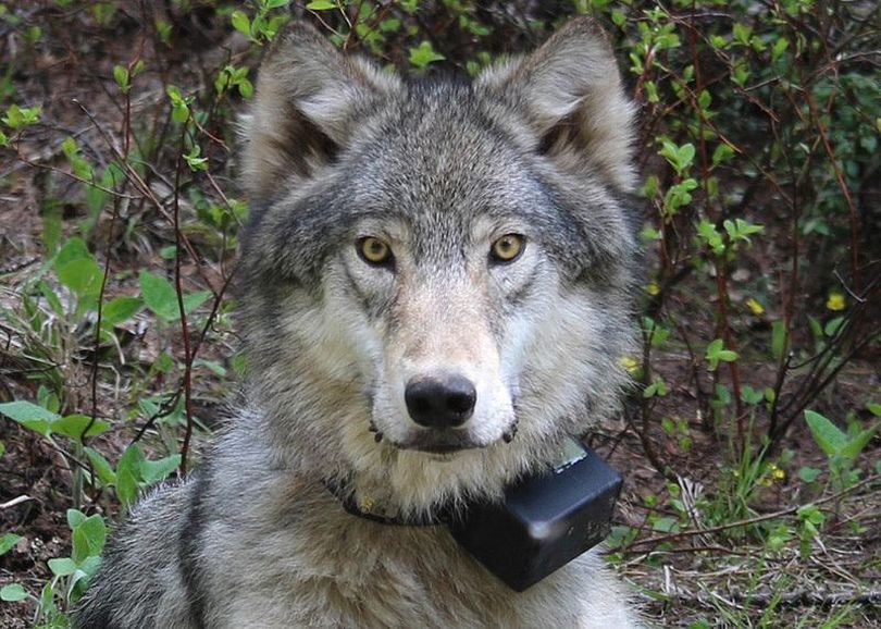 This March 13, 2014,  photo provided by the Oregon Department of Fish and Wildlife shows a female wolf from the Minam pack outside La Grande, Ore., after it was fitted with a tracking collar.  (FILE / Associated Press)