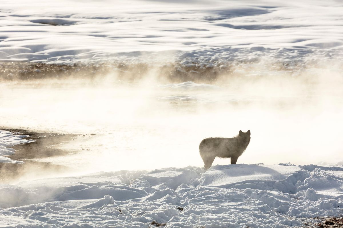 This Jan. 24, 2018, photo released by the National Park Service shows a wolf from the Wapiti Lake pack silhouetted by a nearby hot spring in Yellowstone National Park, Wyo. Park officials say hunters in neighboring states have killed 20 of the park