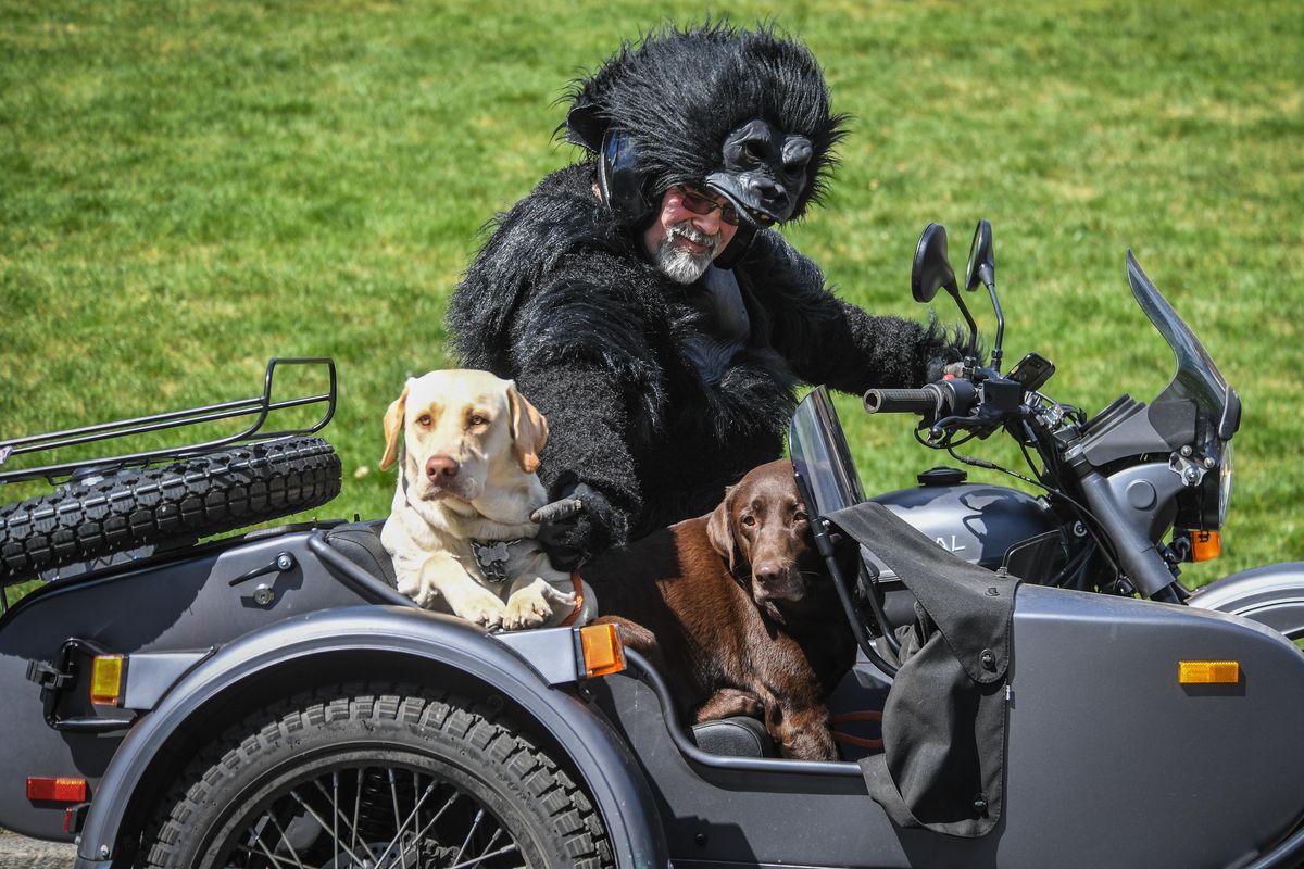 Ira Amstadter, outfitted in a gorilla suit, and his English Labradors, Bear and Charlie, visit Manito Park aboard a Russian-made motorcycle, Monday, April 20, 2020, in Spokane, Wash. Amstadter, a former Good Humor Man, spends over 5 hours a day driving 100 miles visiting area neighborhoods “collecting and redistributing smiles” along the way. (Dan Pelle / The Spokesman-Review)