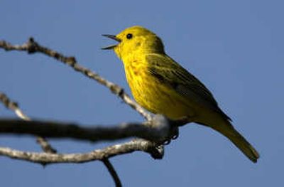 
Can you identify this seasonal Inland Northwest visitor? (Answer at bottom)
 (File / The Spokesman-Review)