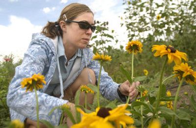 
University of Idaho graduate student Jennifer Farley gathers flowers at the Washington State University organic farm Wednesday in Pullman. WSU is the first university in the nation to offer a bachelor's degree in organic agriculture. In addition to produce and fruit, the farm allows  people to gather flowers. 
 (Brian Immel / The Spokesman-Review)