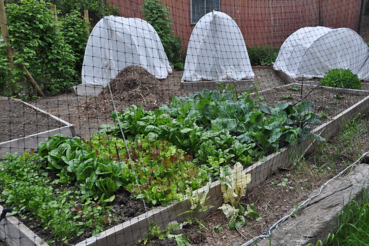 Hoop houses made of PVC pipe covered with floating row cover are an easy way to protect tender plants from late frosts. They also keep the plants warmer during the day, which allows them to grow faster early in the summer.  (Pat Munts/For The Spokesman-Review)