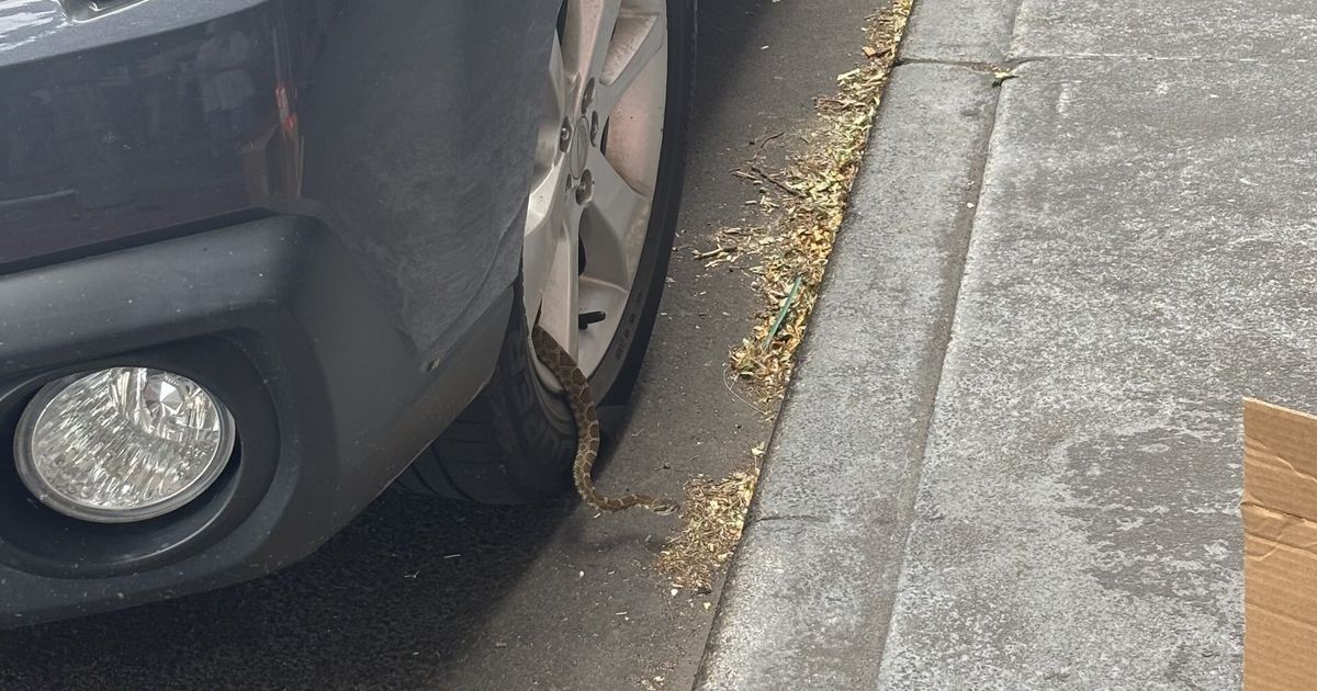 Rattlesnake wanting to read is found outside Auntie's Bookstore