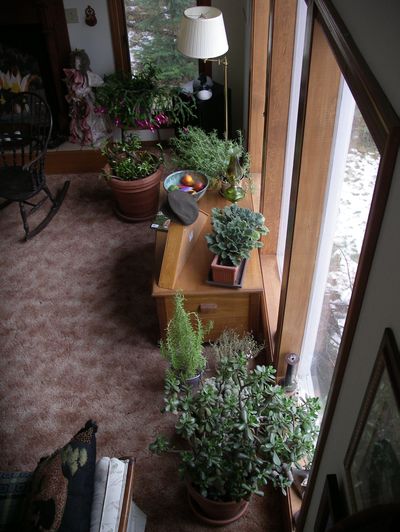 Keep houseplants close to windows in the winter for the best light. Courtesy of Pat Munts (Courtesy of Pat Munts)