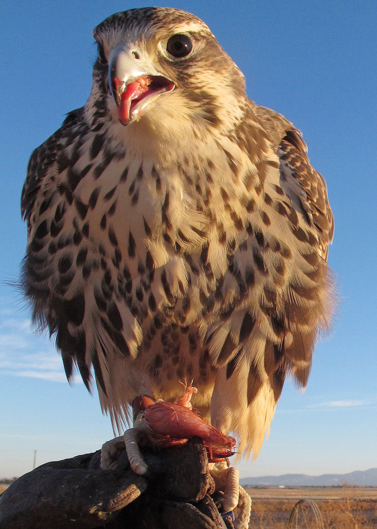 Prairie falcon  Washington Department of Fish & Wildlife